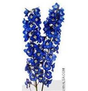 ΔΕΛΦΙΝΙΟΥΜ (ψευτοδελφ.) ΜΠΛΕ  DELPHINIUM  VOLKENFRIEDEN BLUE